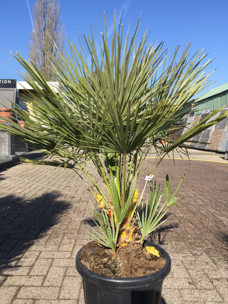 Chamaerops Humilis Cerifera (palmier nain européen) - Plantencentrum Exotica